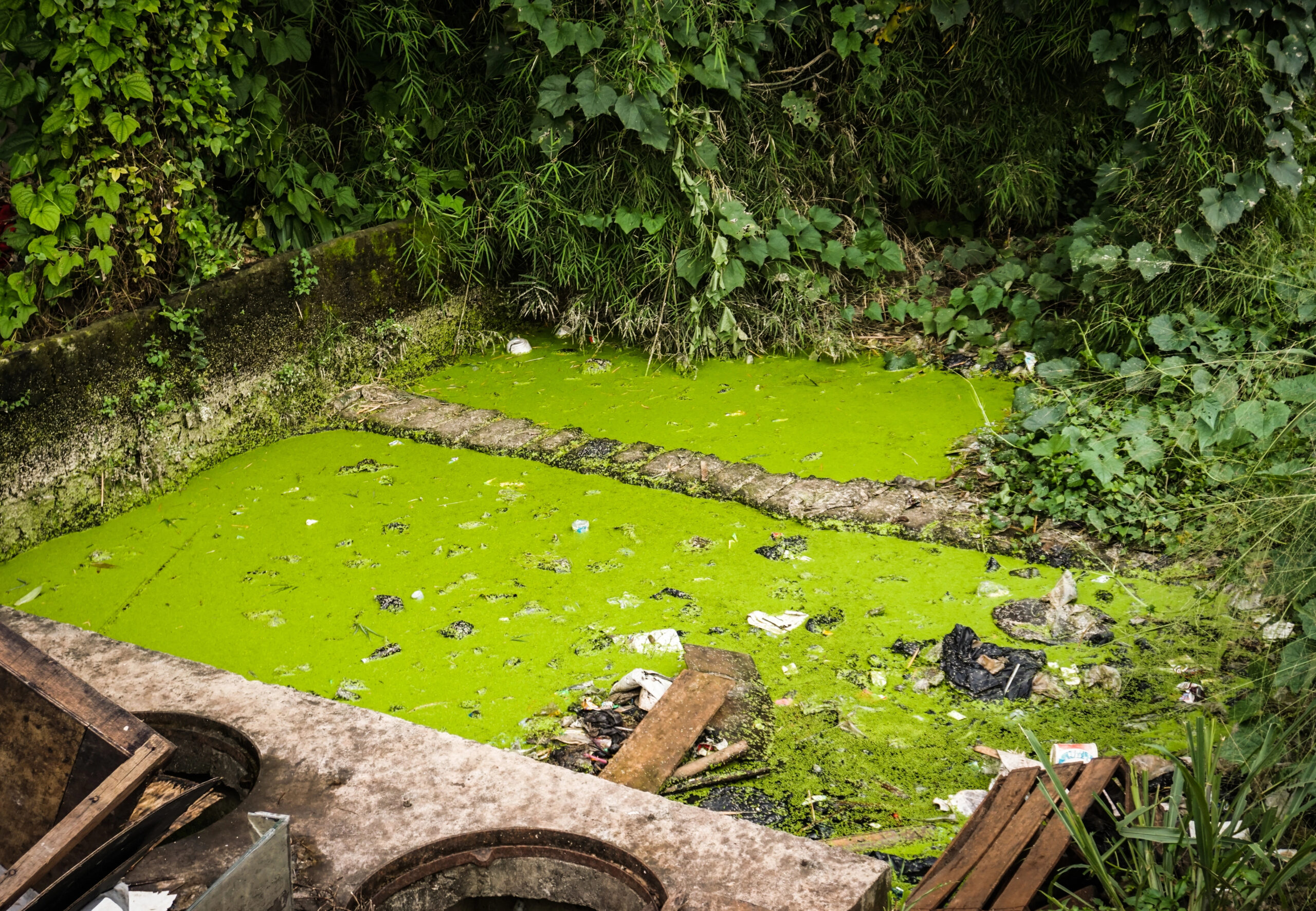Toxic green water covering contaminated land with garbage
