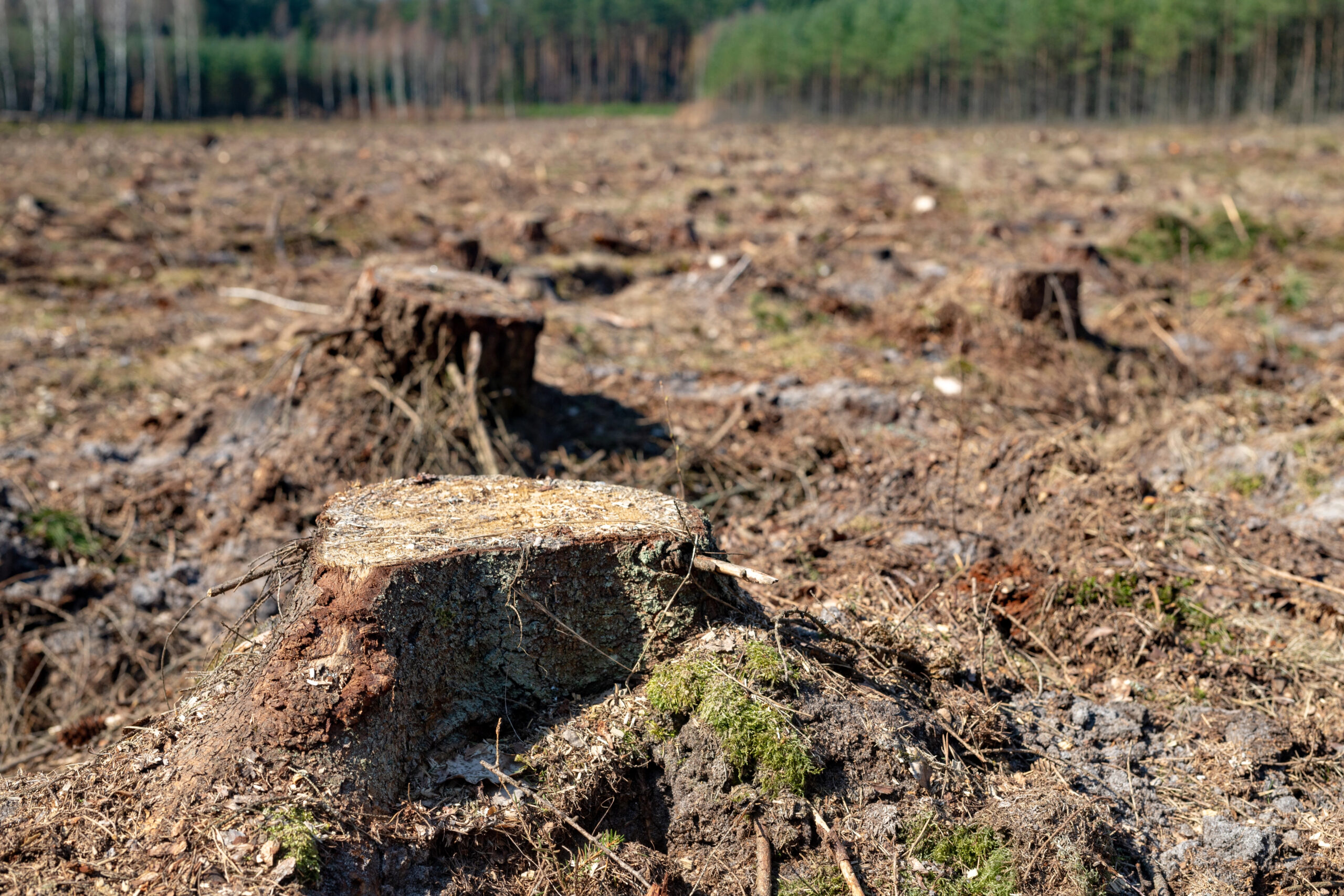 Legal action over unauthorised land clearing in protected zones